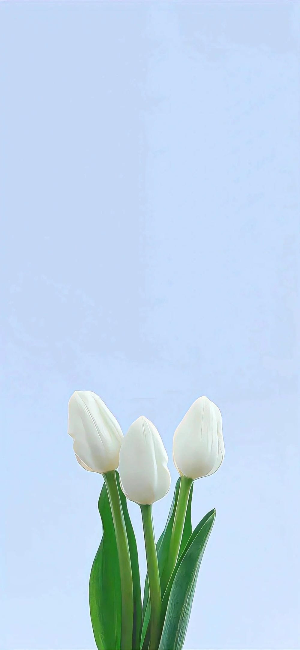 ảnh hoa tulip đỏ đầy quyến rũ ảnh hoa tulip đỏ đầy quyến rũ