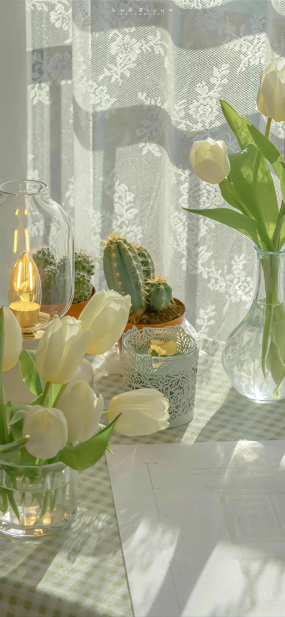 ảnh hoa tulip dưới ánh nắng ảnh hoa tulip dưới ánh nắng