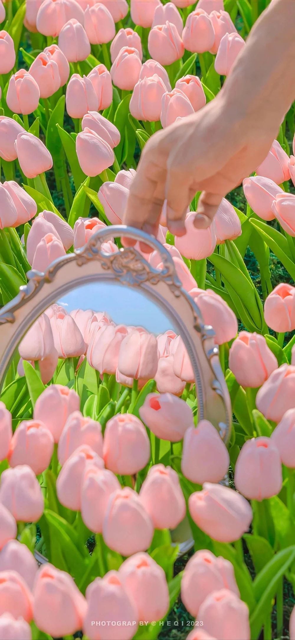 ảnh hoa tulip hồng ngọt ngào ảnh hoa tulip hồng ngọt ngào