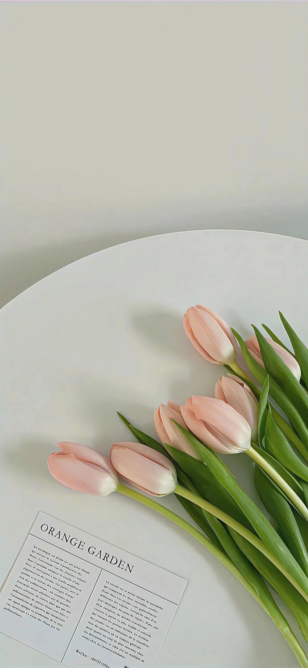 ảnh hoa tulip khoe sắc giữa vườn ảnh hoa tulip khoe sắc giữa vườn