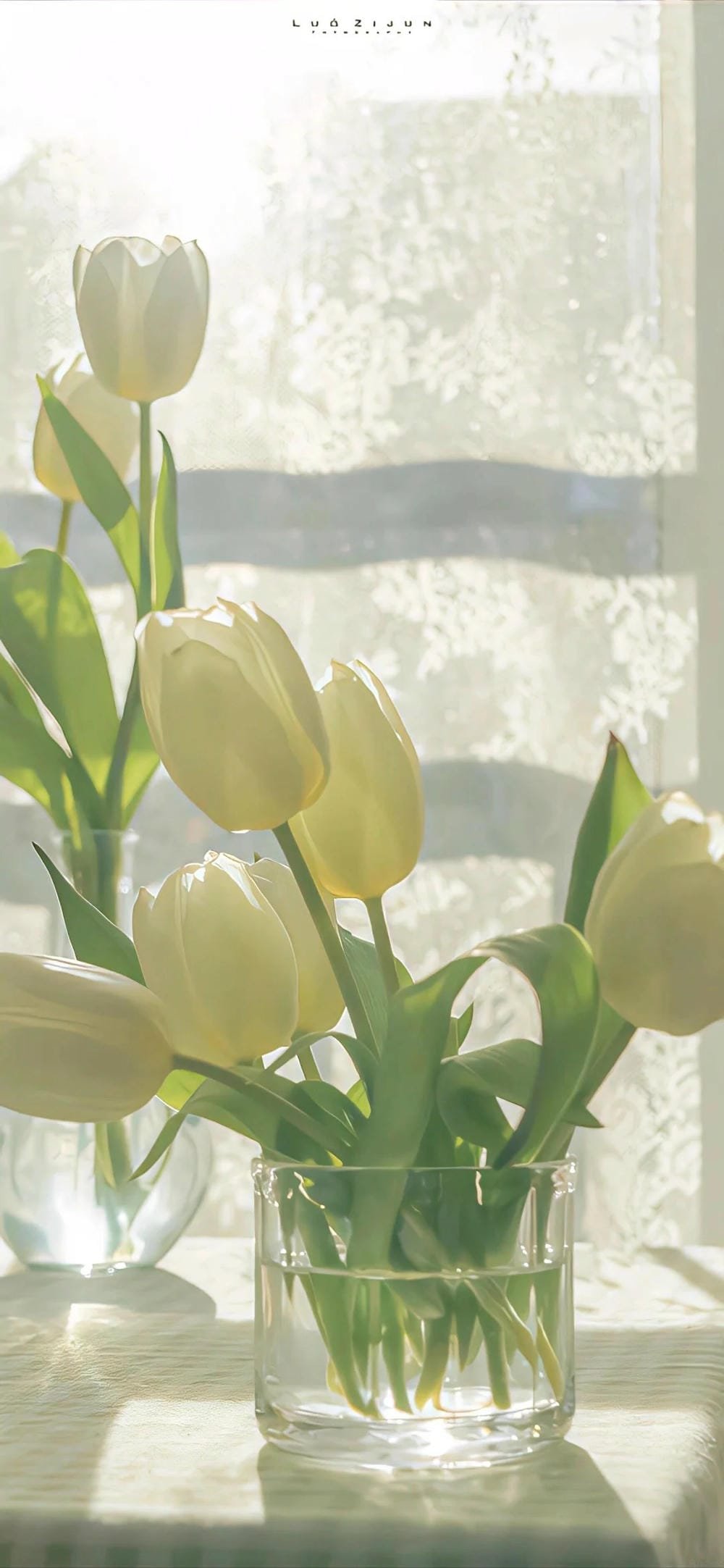 ảnh hoa tulip khoe sắc tuyệt đẹp ảnh hoa tulip khoe sắc tuyệt đẹp