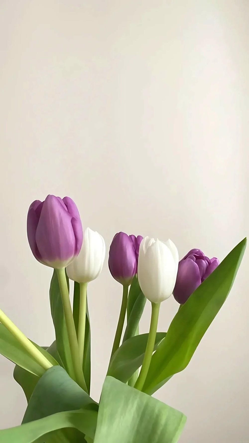 ảnh hoa tulip lãng mạn dưới trời xanh ảnh hoa tulip lãng mạn dưới trời xanh