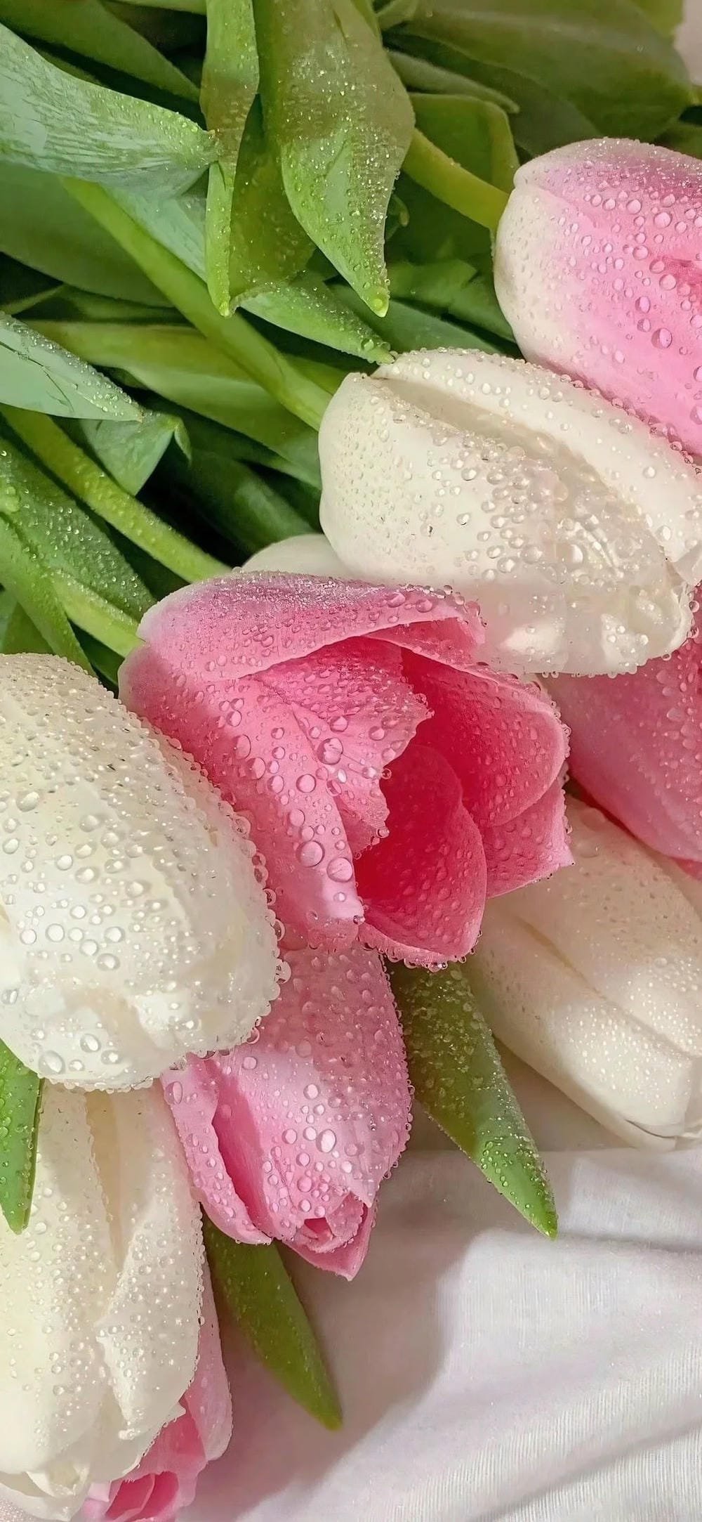 ảnh hoa tulip ngập tràn sắc màu ảnh hoa tulip ngập tràn sắc màu