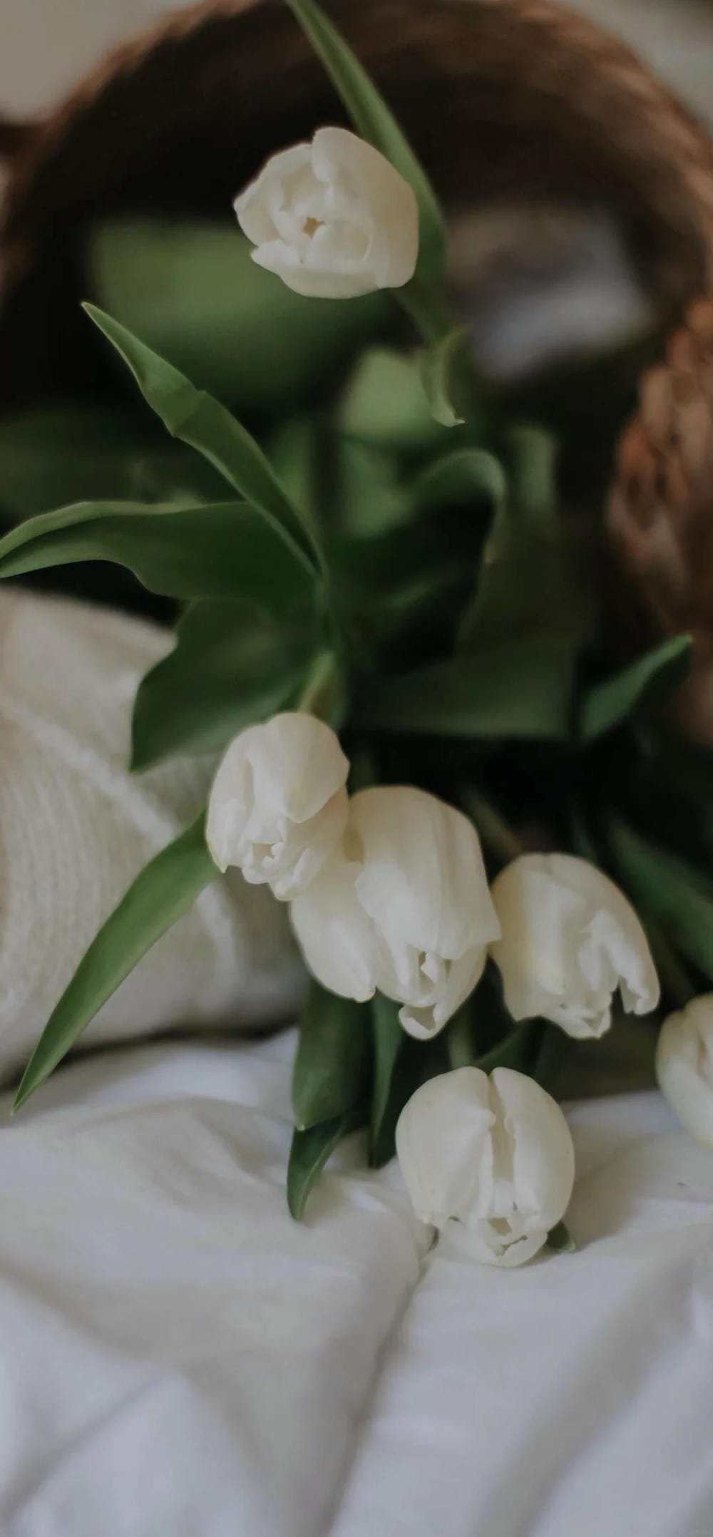 ảnh hoa tulip nhiều màu sắc ảnh hoa tulip nhiều màu sắc