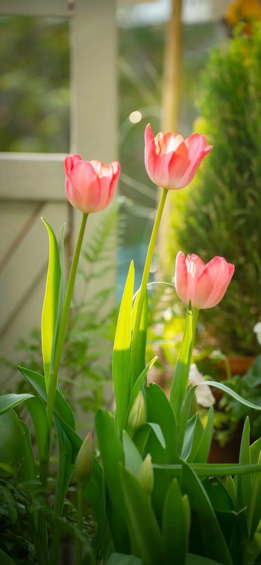 ảnh hoa tulip rực rỡ mùa xuân ảnh hoa tulip rực rỡ mùa xuân