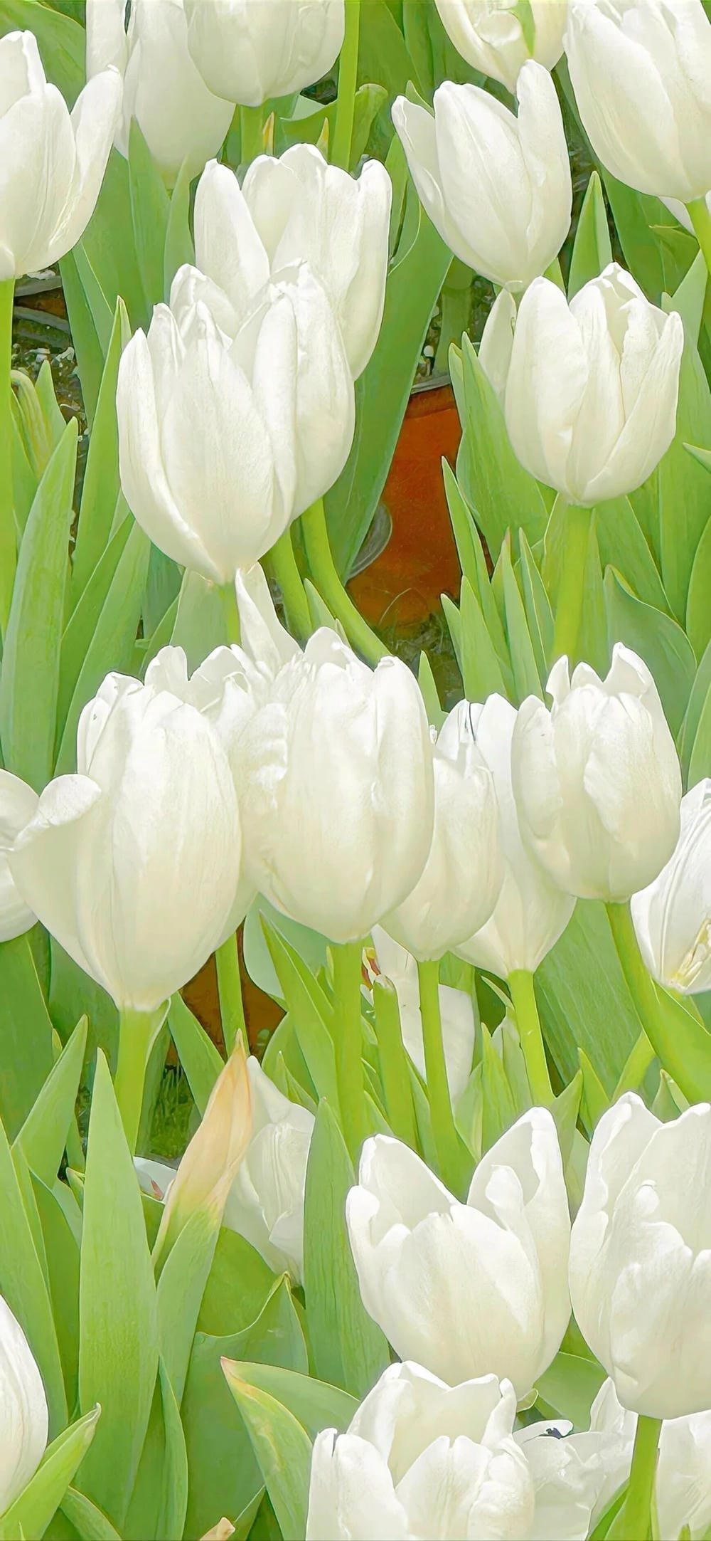 ảnh hoa tulip trắng tinh khôi ảnh hoa tulip trắng tinh khôi