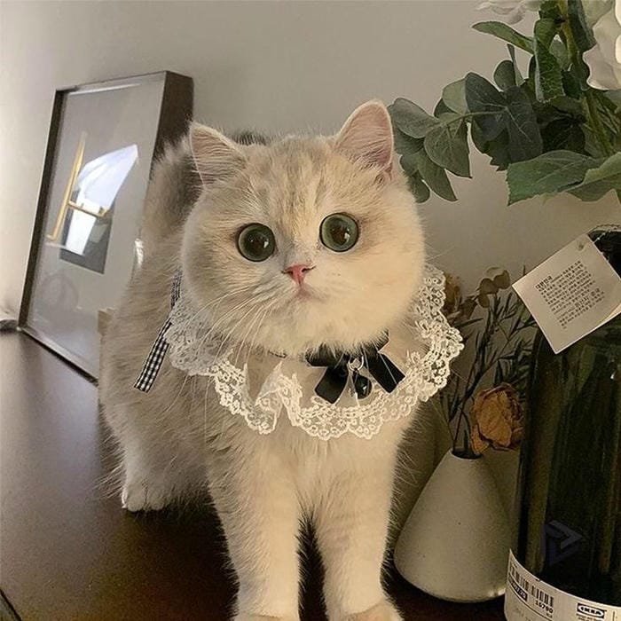 ảnh mèo béo ú nhìn siêu cưng