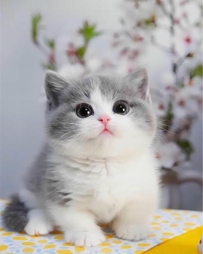 ảnh mèo biểu cảm ngơ ngác đáng yêu