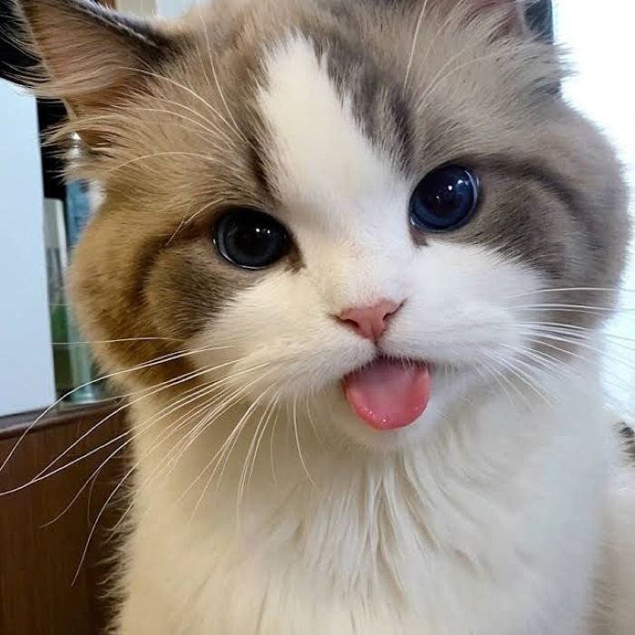 ảnh mèo chill thư giãn cực dễ thương