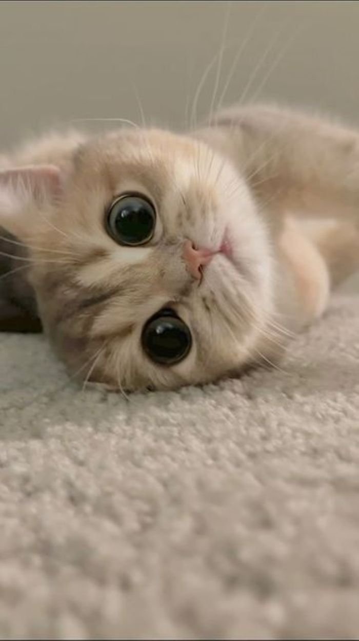 ảnh mèo cute khiến tim tan chảy