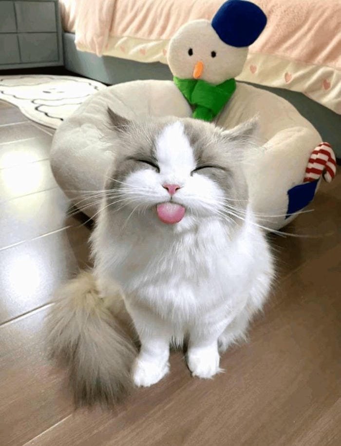 ảnh mèo cute làm hình nền đẹp
