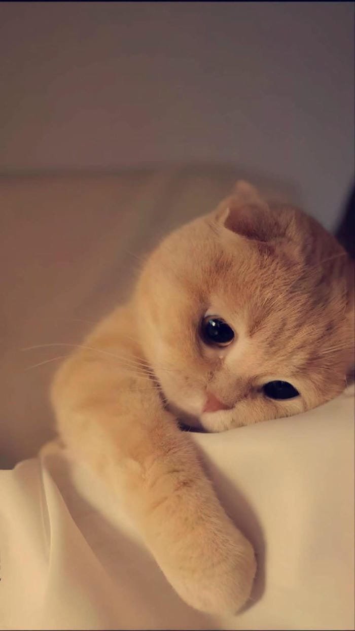 ảnh mèo cute phù hợp làm avatar