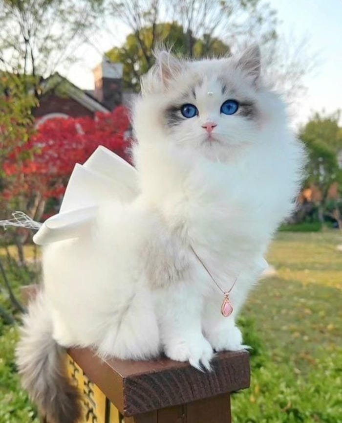 ảnh mèo đáng yêu hot nhất hiện nay