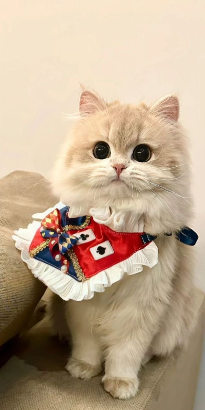 ảnh mèo đáng yêu nhìn là mê