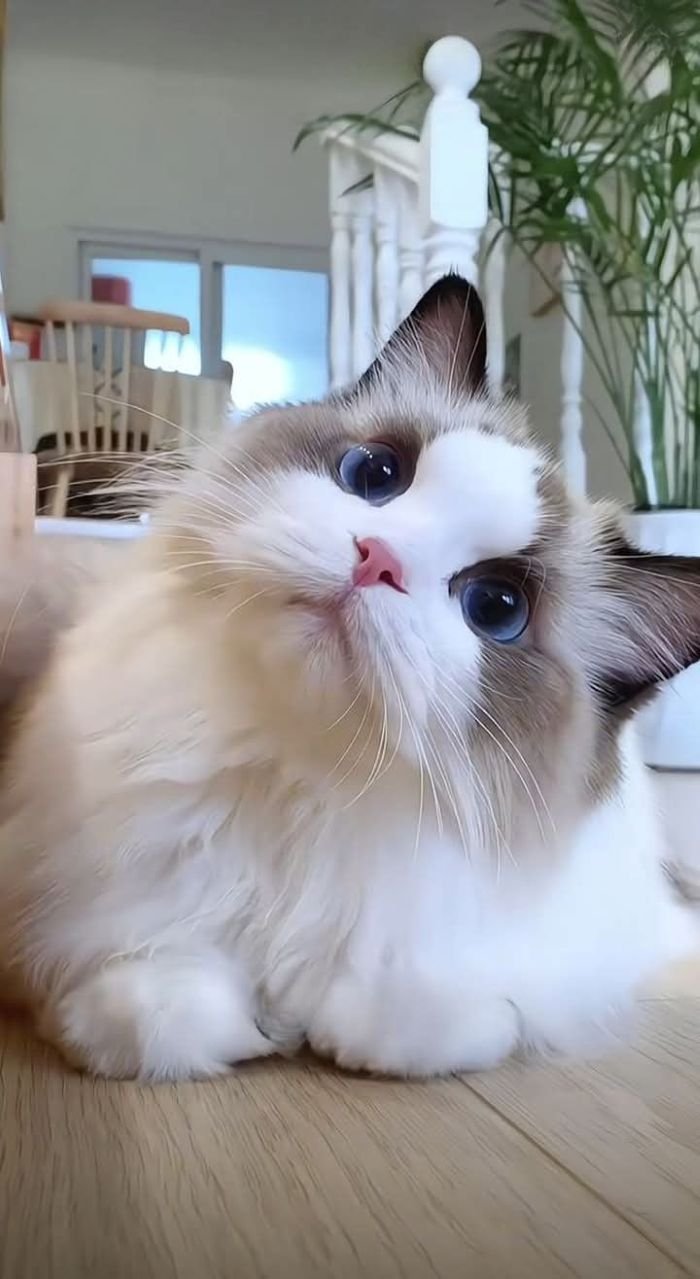 ảnh mèo dễ thương đáng yêu nhất