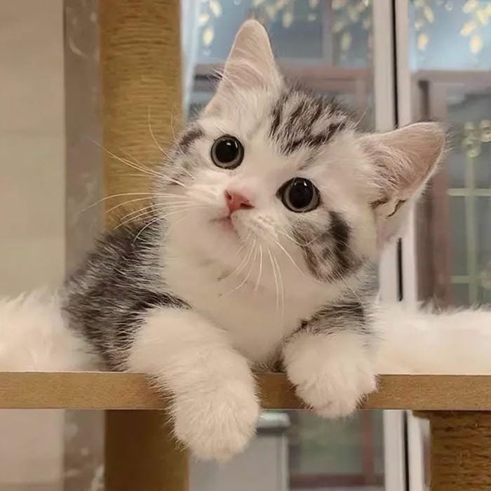 ảnh mèo đen bí ẩn cực ngầu