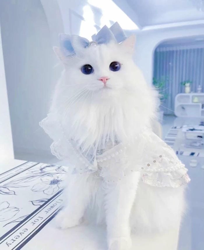 ảnh mèo mập cute được săn đón