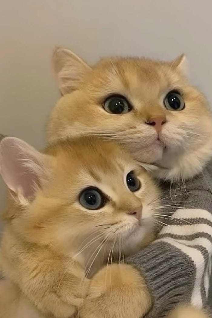 ảnh mèo nằm thư giãn cực chill