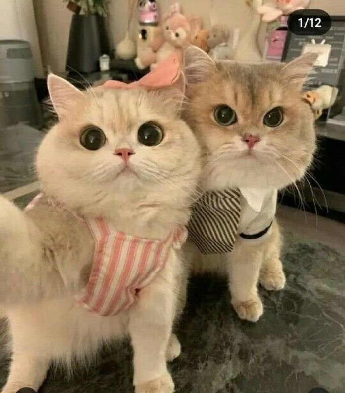 ảnh mèo ngộ nghĩnh siêu đáng yêu