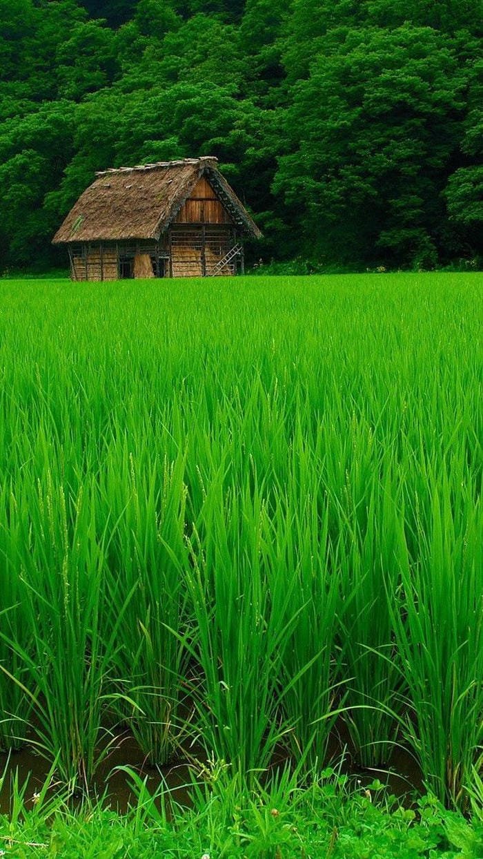 ảnh thiên nhiên thanh bình giữa cuộc sống