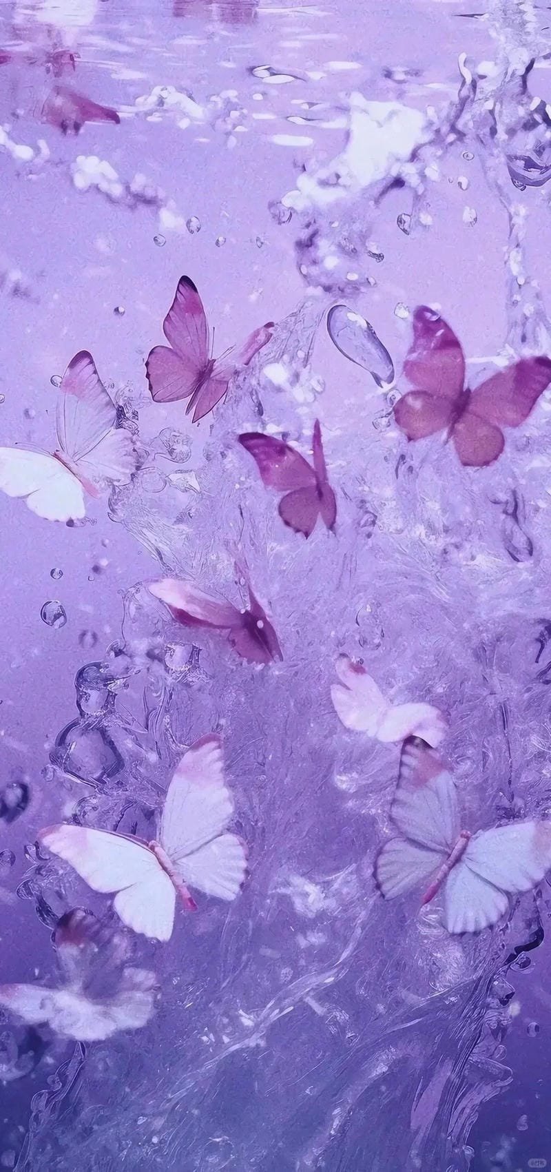 ảnh tím lavender thơ mộng dịu dàng ảnh tím lavender thơ mộng dịu dàng