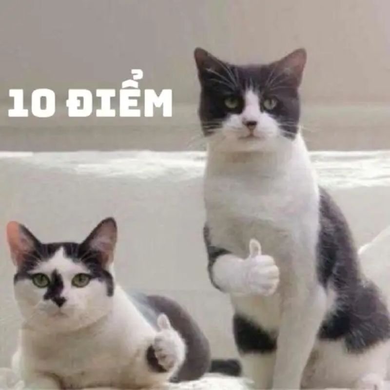 meme 10 điểm hài hết nước chấm