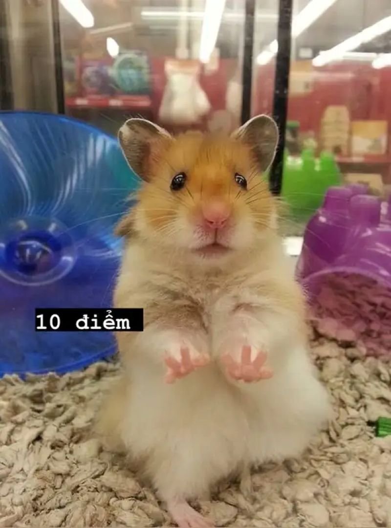 meme 10 điểm troll cực bá đạo