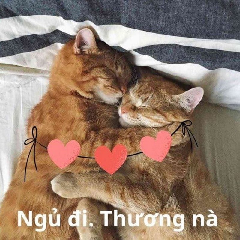 meme an ủi bạn thân đang buồn