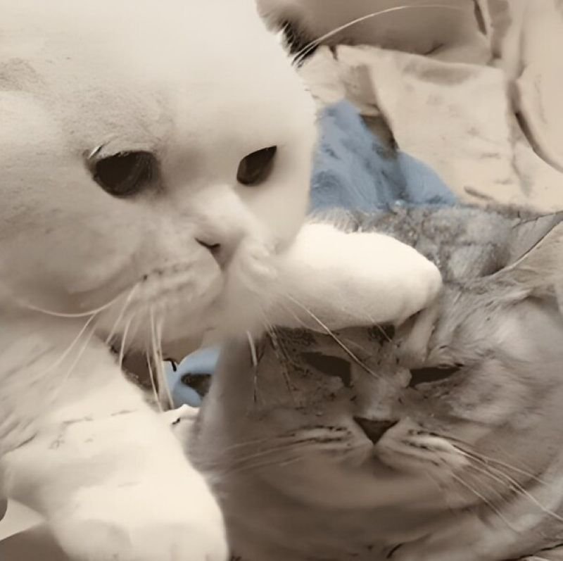 meme an ủi hài hước nhìn là muốn cười