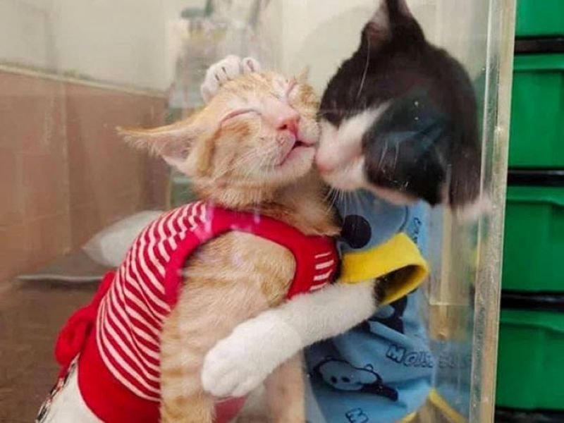 meme an ủi khi lòng đang buồn