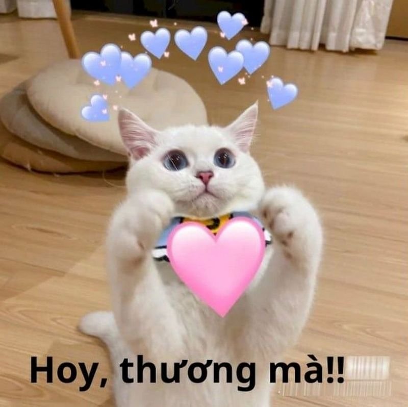 meme an ủi siêu đáng yêu và hài hước