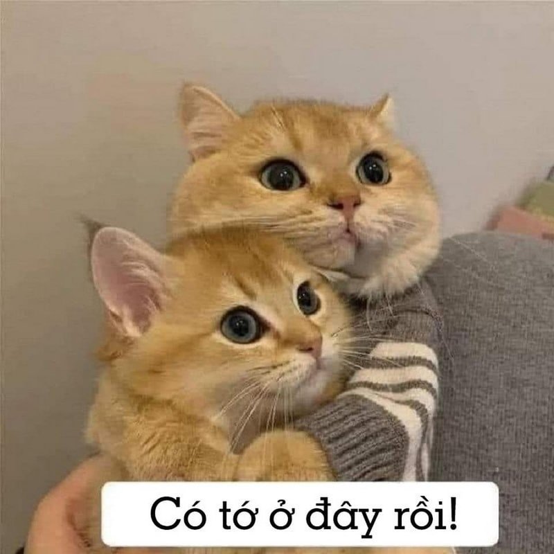 meme an ủi vui nhộn xua tan buồn bã