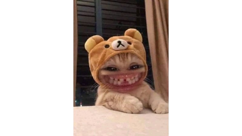 meme avatar biểu cảm khó đỡ