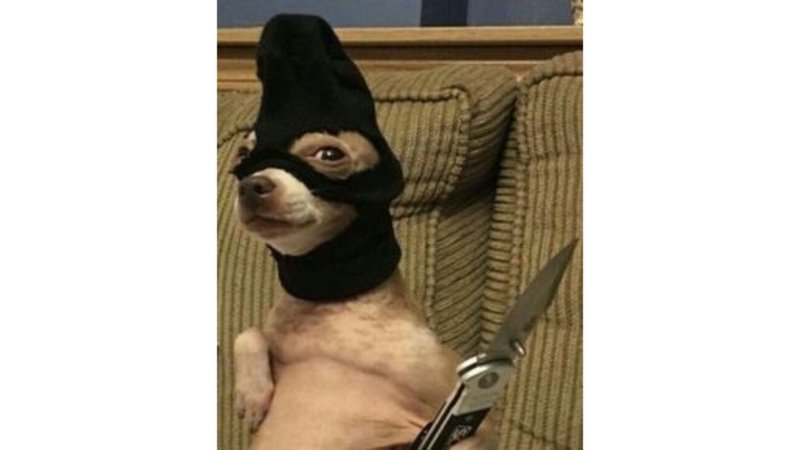 meme avatar cười ra nước mắt
