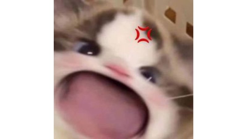 meme avatar cute hài hước