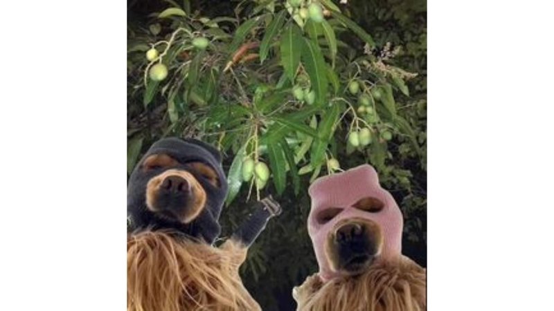 meme avatar độc lạ cực vui