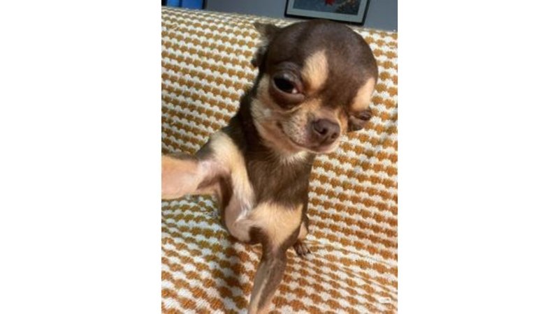 meme avatar gây bão mạng xã hội