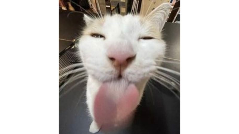 meme avatar hài không đụng hàng