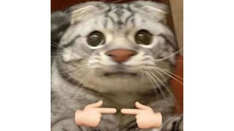 meme avatar lầy lội siêu vui