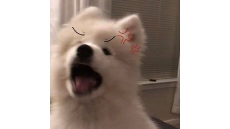 meme avatar trend mới nhất