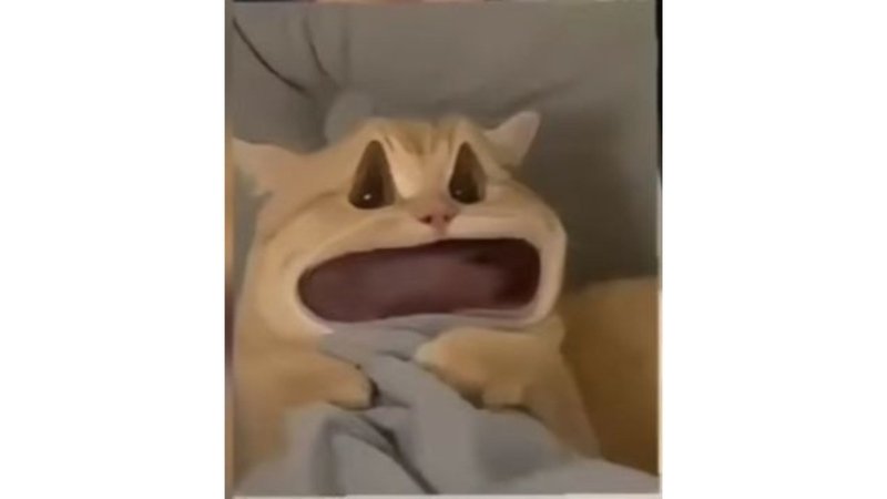meme avatar vui nhộn độc đáo