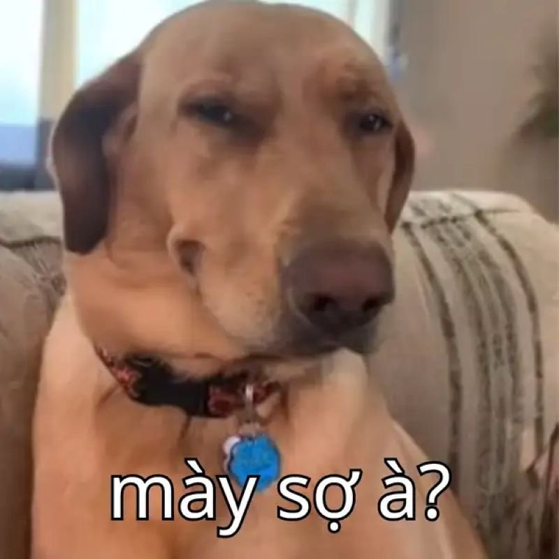 meme bạn sợ à ảnh chế siêu lầy