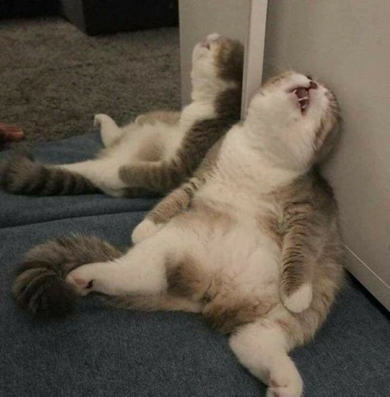 meme bất lực cho những ngày bất ổn