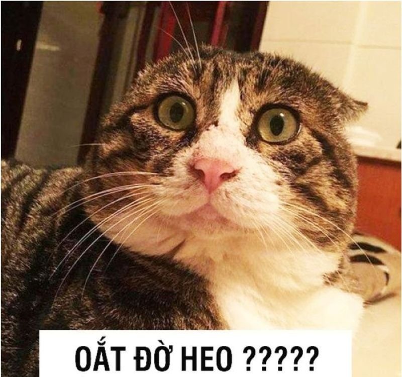 meme bất lực với biểu cảm bất ngờ