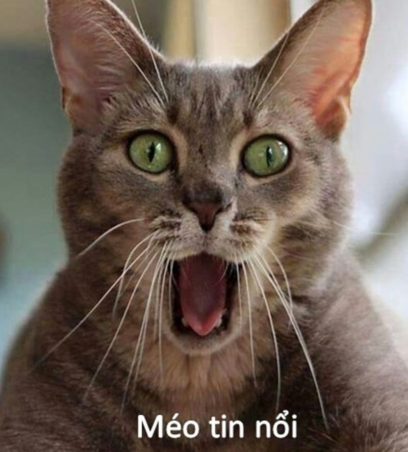 meme bất ngờ biểu cảm không thể tin