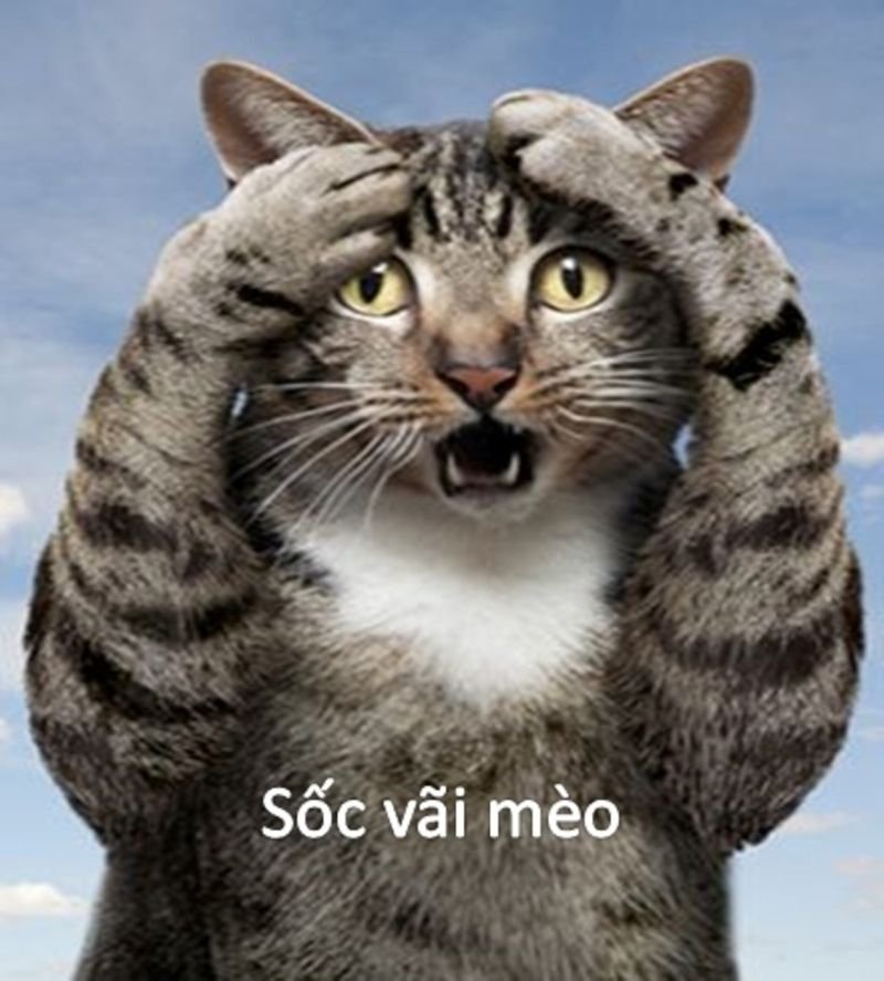 meme bất ngờ khiến dân mạng thích thú