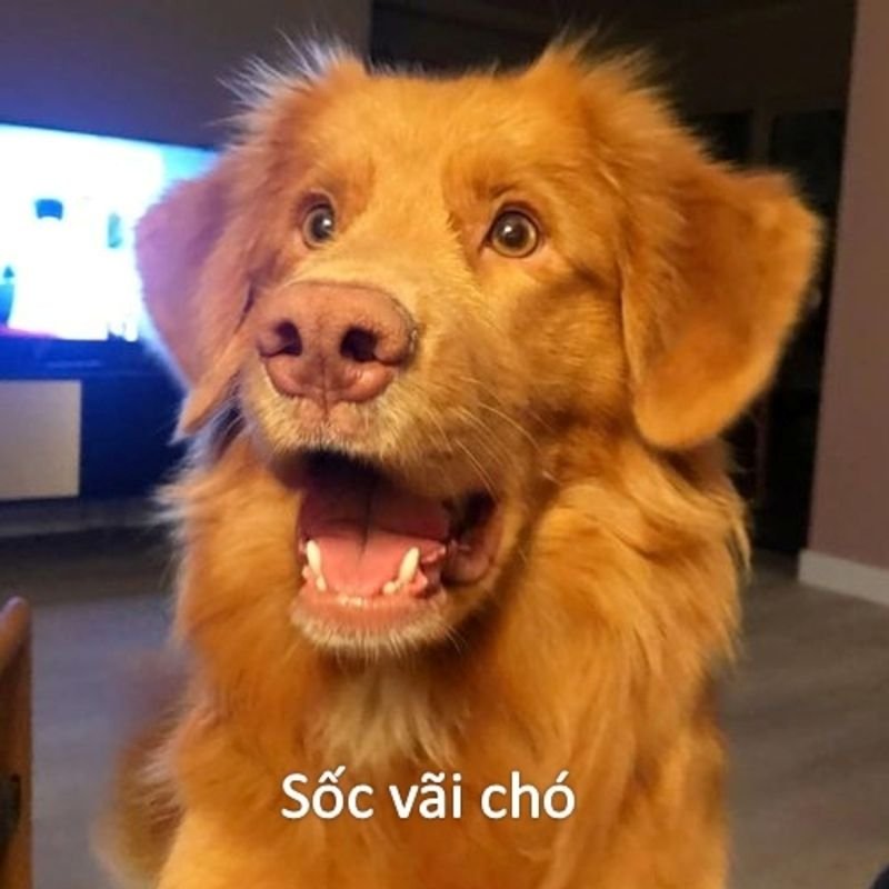 meme bất ngờ nổi bật trên mạng