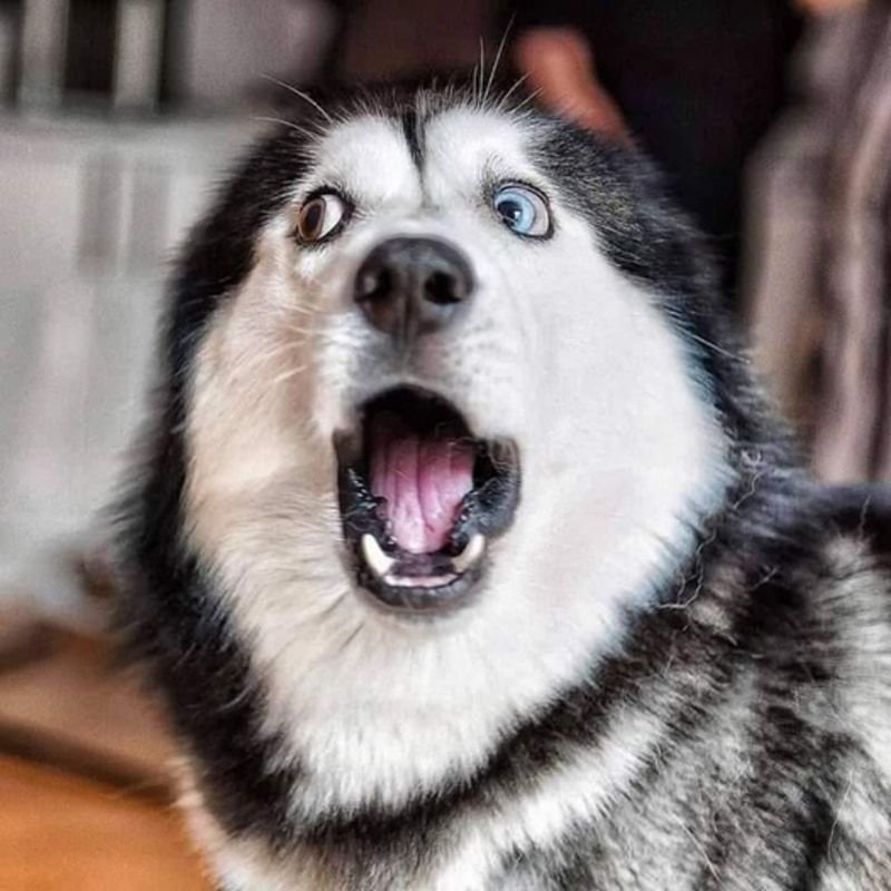 meme bất ngờ với biểu cảm bá đạo