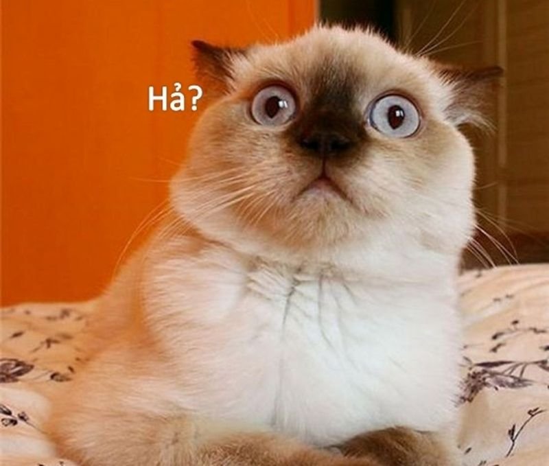 meme bất ngờ với khoảnh khắc cực sốc