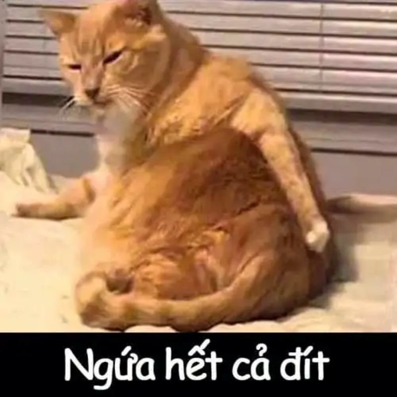 meme bựa troll cực mạnh trên mạng meme bựa troll cực mạnh trên mạng